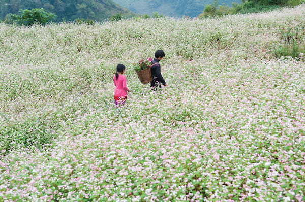 Mua hoa tam giac manh no ro tren cao nguyen da Ha Giang