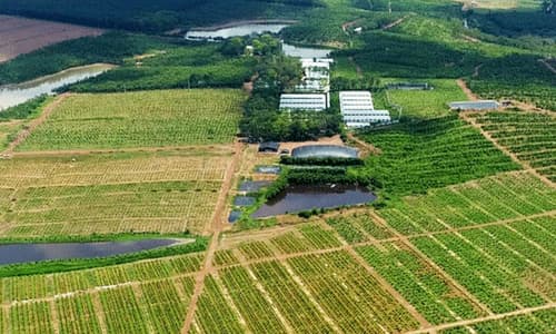 Hinh anh quang ba de ban san pham farmstay xuat hien tren cac cho truc tuyen.