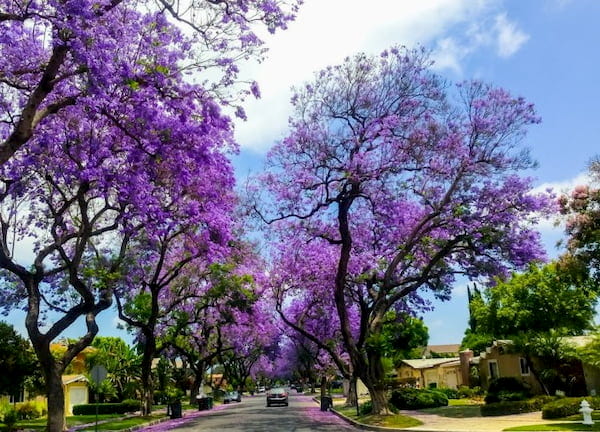 Mua he Da Lat duoc diem to bang mau phuong tim