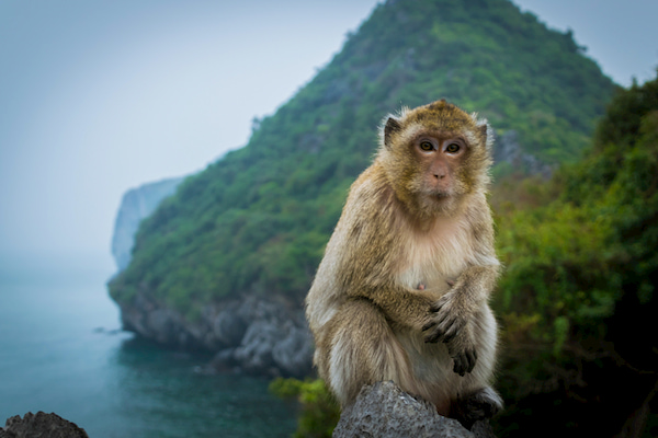 Dao khi la minh chung cho thay Cat Ba con nguyen so chua bi khia pha nhieu