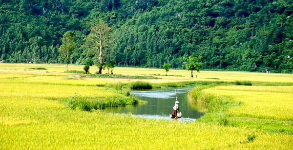 Canh dong lua ruc ro o Phu Yen