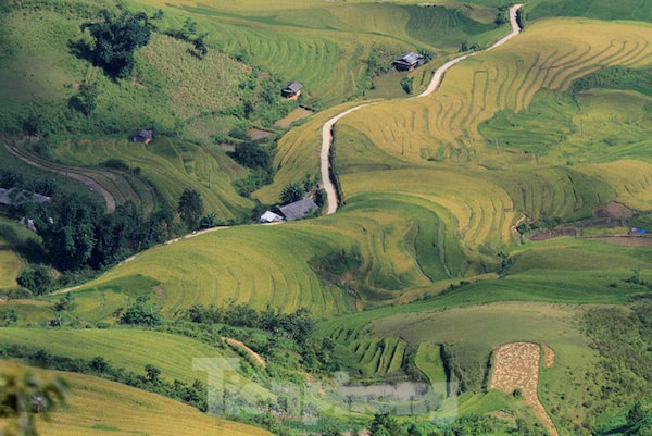 Mot phan canh dong Cao Pha nhin tu dinh deo Khau Pha mua lua chin