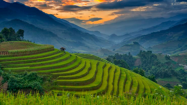 Ruong bac thang Mu Cang Chai