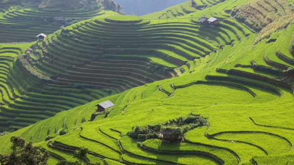 2200ha la dien tich bao phu cua ruong bac thang