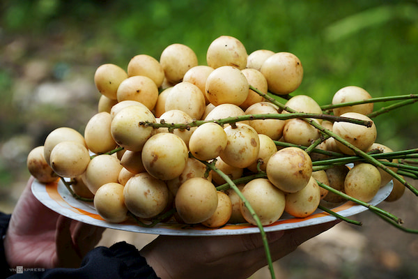 Khach tham quan co the tu tay hai trai chup anh trong vuon va mua ngay tai vuon de mang ve lam qua